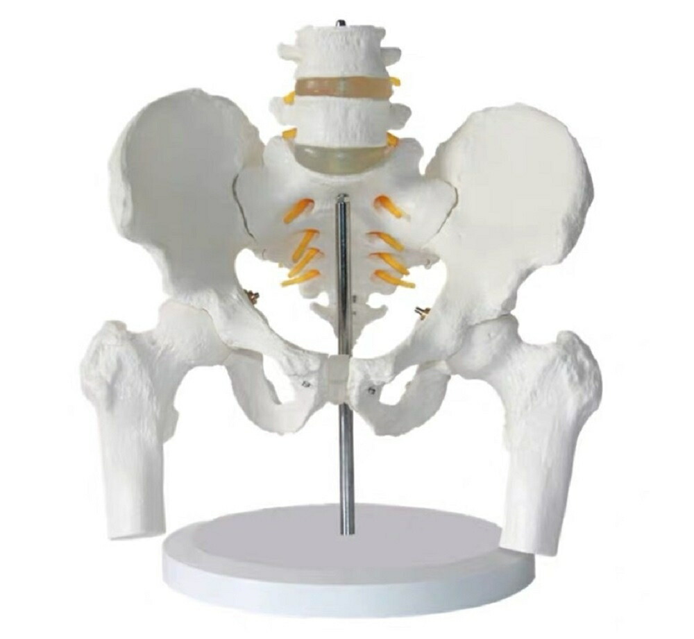 実物大の骨盤模型 レプリカ 骸骨 人体模型 骨格標本 骨格模型