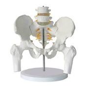 実物大の骨盤模型 レプリカ 骸骨 人体模型 骨格標本 骨格模型 等身大 精密模型 精密モデル 医学 教材