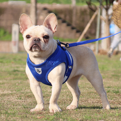 ペットハーネス ハーネスリードセット 小型犬 中型犬 メッシュ 装着しやすい 犬 ハーネス リード