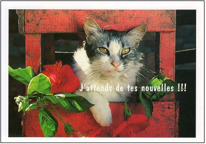 ポストカード カラー写真「猫と赤い花」ネコ ねこ 郵便はがき