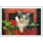ポストカード カラー写真「猫と赤い花」ネコ ねこ 郵便はがき