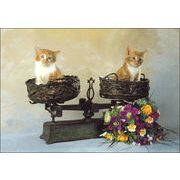 ポストカード カラー写真 「天秤で釣り合う2匹の猫」 郵便はがき メッセージカード