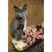ポストカード カラー写真 「グレーの猫とバラ」 郵便はがき メッセージカード