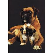 ポストカード カラー写真 「3匹の親子の犬」 郵便はがき メッセージカード