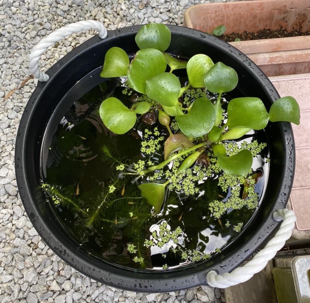 メダカ 飼育 容器 水中ポンプ dora5様専用 水槽ポンプ ポンプ水中