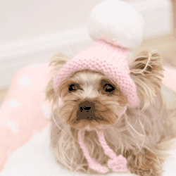 秋冬 ペット服    猫犬兼用 毛糸  保温 ハット犬帽  ペット用の帽子  帽子クリスマス  ペット用品 12色