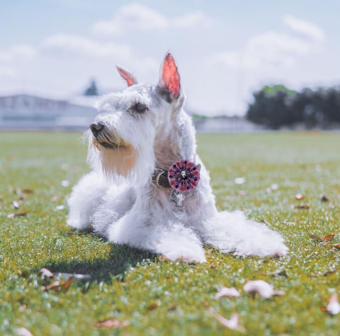 ペット首輪  猫首輪 小型犬 ペット用品 ハロウィン 犬ネクタイ サンタクロース ペットアクセサリー