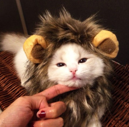 ペットの帽子、猫、ライオンのかつら、ライオンのヘッドギア、ペットのかつら、ペットのヘッドギア