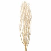 みつまた　１００ｃｍ　ナチュラル　1束(5本)　FD010101-zzz