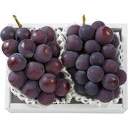 ピオーネぶどう 2房（約800ｇ） 2667077【直送品】［送料無料］（※出荷は7月中旬～）