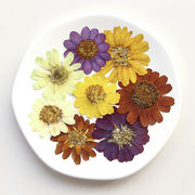押し花 レジン ハンドメイド クラフト DIY アクセサリーパーツ スマホケース ドライフラワー コスモス