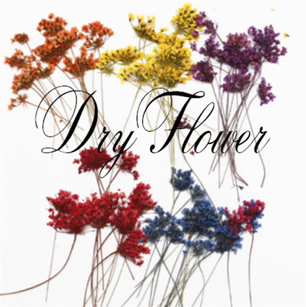 Blhw1595 即納あり ドライフラワー 押し花 レジンクラフト ハーバリウム ファッション雑貨 カロン テリオス 株式会社 問屋 仕入れ 卸 卸売の専門 仕入れならnetsea