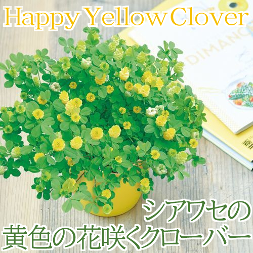 シアワセの黄色い花咲くクローバー栽培キット　GD-923