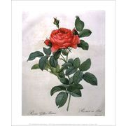 ポスター アート ルドゥーテ「赤いバラ」250×300mm 花