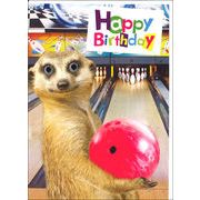 グリーティングカード 誕生日/バースデー ゴグリーズ目玉カード「ミーアキャット」動物 カラー写真