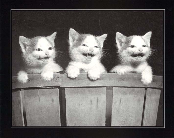 ポスター モノクロ写真「三匹の子猫/今すぐ！」サイズ/240×300mm