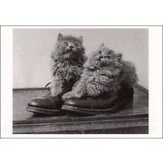 ポストカード モノクロ写真「靴の中に入った二匹の子猫」