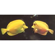 ロングポストカード サマーカード「何かおかしい？」カラー写真 暑中見舞い 黄色い魚 熱帯魚 海
