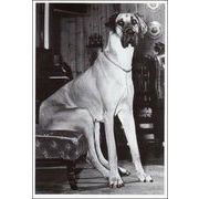 ポストカード モノクロ写真「座っている犬」