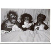 ポストカード モノクロ写真「オランウータン、チンパンジー、ゴリラの赤ちゃん」