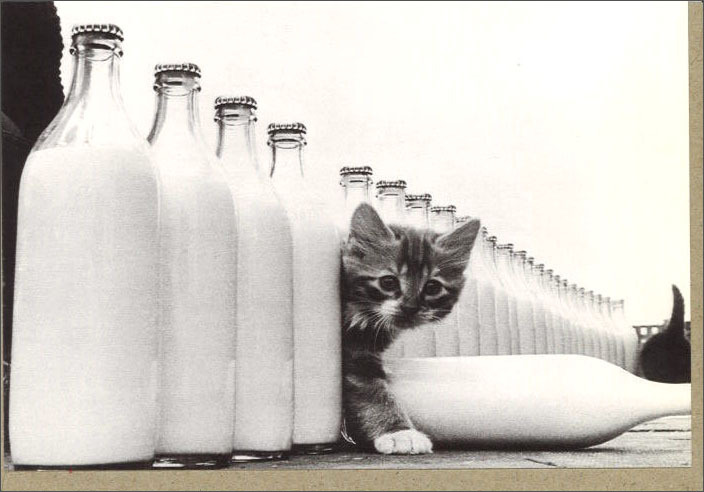 グリーティングカード 多目的 モノクロ写真「子猫とミルク瓶」フォト