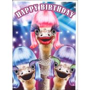 グリーティングカード 誕生日/バースデー ゴグリーズ目玉カード「ダチョウ」動物 カラー写真