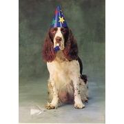 ポストカード カラー写真 パーティーな犬