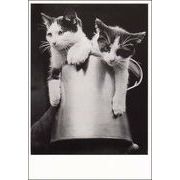 ポストカード モノクロ写真「カップに入った二匹の子猫」