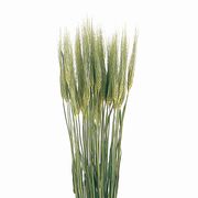 風の花　大麦　ドライフラワー