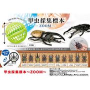 甲虫採集標本～ZOOM～