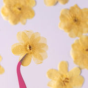 2.5-4cmドライフラワー 花 押し花 材 ネイル ペンダント DIY 手芸 クラフト 手作り素材 デコパーツ