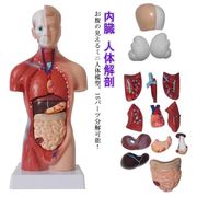人体模型 内臓模型 15パーツ 28cm 内臓人体模型 人体解剖 模型 胴体解剖モデル 人