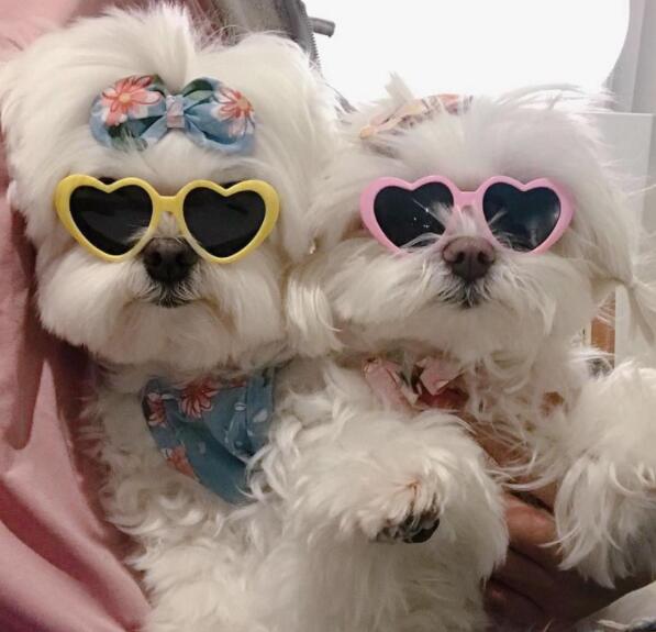 新作☆超可愛いペット用品☆犬用メガネ ファッション 小物