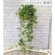 ☆● トラデイスカス 壁掛け (gkp-1) 造花 人工 観葉植物 フェイクグリーン 94283