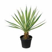 MAGIQ ユッカミニポット　1鉢　FG000932-zzz