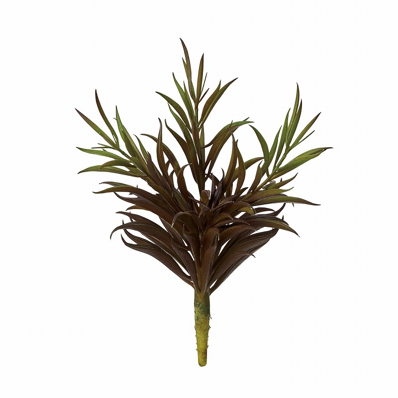 MAGIQ バーガンディルエケベリア　1本　FG001984-zzz