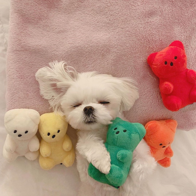 【2023春夏新作】 ペット用品　 知育玩具 おやつ隠し 犬 餌入れ 集中力向上・嗅覚訓練 ペット雑貨