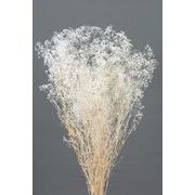 s 大地農園  プリザーブドフラワー  ミニカスミ草