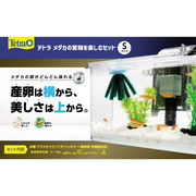 [スペクトラム ブランズ ジャパン]Tetraテトラメダカの繁殖を楽しむセットS