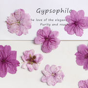 フラワー アート さくら 花材 レジン アクセサリー 桜 クラフト パーツ 押し花 ドライフラワー サクラ 材料