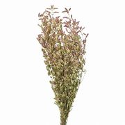 【2026AW新作】風の花 ドライフラワー   オレガノＨＢ  20ｇDN000172-zzz