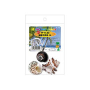 【お取り寄せ商品】天然の造形が美しい巻貝の貝殻！「オカヤドカリの　宿替え貝殻Ｍ  」