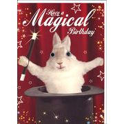 グリーティングカード 誕生日/バースデー ゴグリーズ目玉カード「ウサギ」動物 カラー写真
