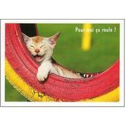 ポストカード カラー写真「カラフルなタイヤの中で寝る子猫」ネコ ねこ 郵便はがき