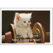 ポストカード カラー写真「ダンベルと子猫」ネコ ねこ 郵便はがき