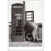 ポストカード モノクロ写真「電話をする男性と公衆電話に顔を突っ込むゾウ」