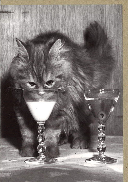 グリーティングカード 多目的 モノクロ写真「ミルクを飲む猫」フォト