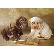 ポストカード カラー写真 眼鏡をかけた子犬と本