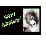 グリーティングカード 誕生日/バースデー「サル：HAPPY BIRTHDAY!」猿 モノクロ写真 定形サイズ