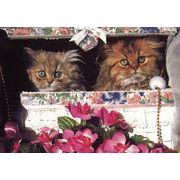ポストカード カラー写真 「覗く2匹の猫」 郵便はがき メッセージカード